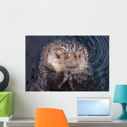 Close Up View Of A Sea Otter At The Alaska Sealife Center In Seward Wall Mural