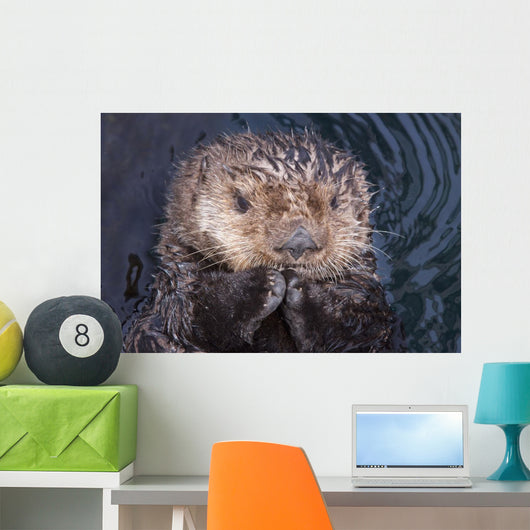 Close Up View Of A Sea Otter At The Alaska Sealife Center In Seward Wall Mural
