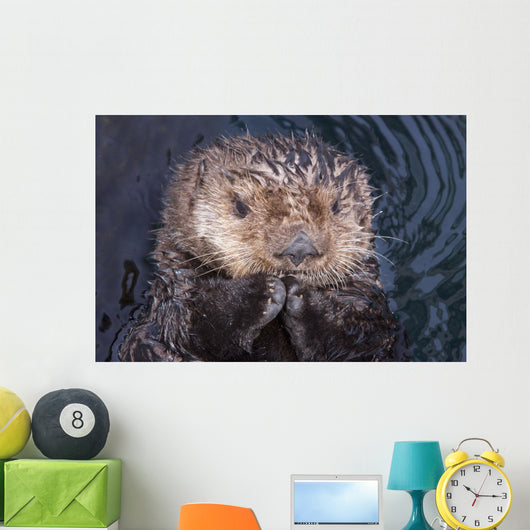 Close Up View Of A Sea Otter At The Alaska Sealife Center In Seward Wall Mural