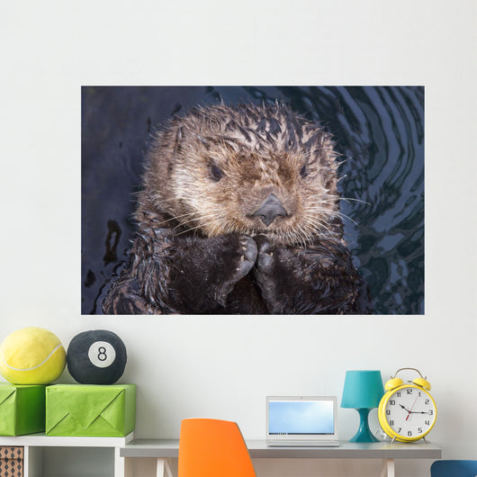 Close Up View Of A Sea Otter At The Alaska Sealife Center In Seward Wall Mural