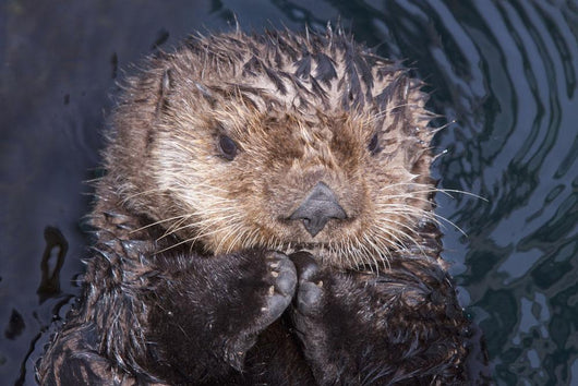Close Up View Of A Sea Otter At The Alaska Sealife Center In Seward Wall Mural