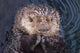 Close Up View Of A Sea Otter At The Alaska Sealife Center In Seward Wall Mural