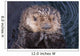 Close Up View Of A Sea Otter At The Alaska Sealife Center In Seward Wall Mural