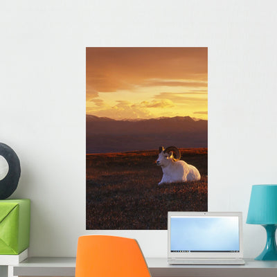 Ram Dall Sheep Sunset Wall Mural shown on a wall