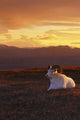 Ram Dall Sheep At Sunset In Front Of Mckinley Denali Np Wall Mural