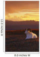 Ram Dall Sheep At Sunset In Front Of Mckinley Denali Np Wall Mural