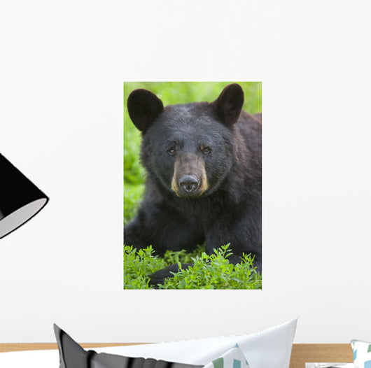 Portrait Of A Black Bear At The Alaska Wildlife Conservation Center Wall Mural
