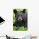Portrait Of A Black Bear At The Alaska Wildlife Conservation Center Wall Mural