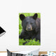 Portrait Of A Black Bear At The Alaska Wildlife Conservation Center Wall Mural