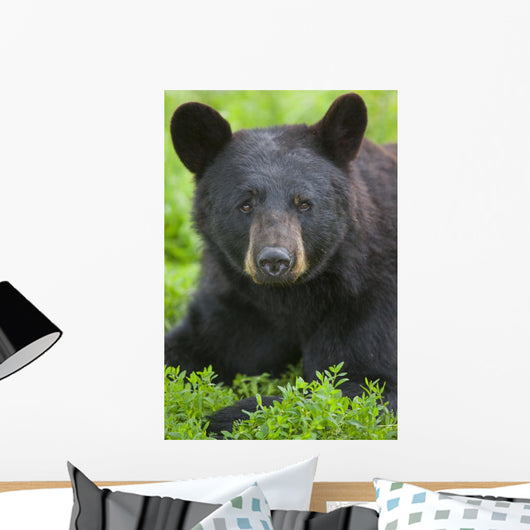 Portrait Of A Black Bear At The Alaska Wildlife Conservation Center Wall Mural