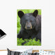 Portrait Of A Black Bear At The Alaska Wildlife Conservation Center Wall Mural