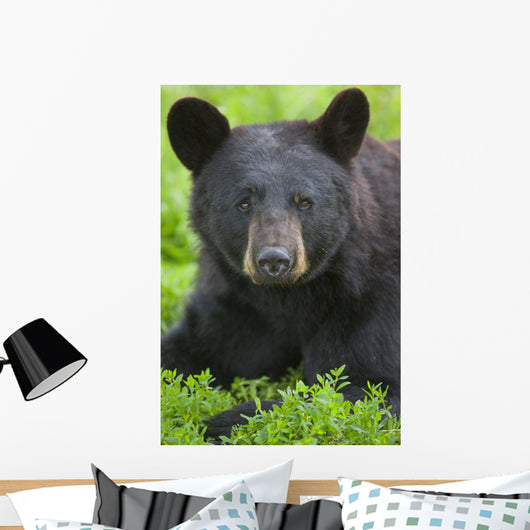 Portrait Of A Black Bear At The Alaska Wildlife Conservation Center Wall Mural