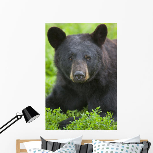 Portrait Of A Black Bear At The Alaska Wildlife Conservation Center Wall Mural