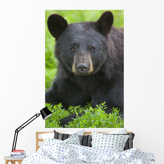 Portrait Of A Black Bear At The Alaska Wildlife Conservation Center Wall Mural