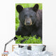 Portrait Of A Black Bear At The Alaska Wildlife Conservation Center Wall Mural
