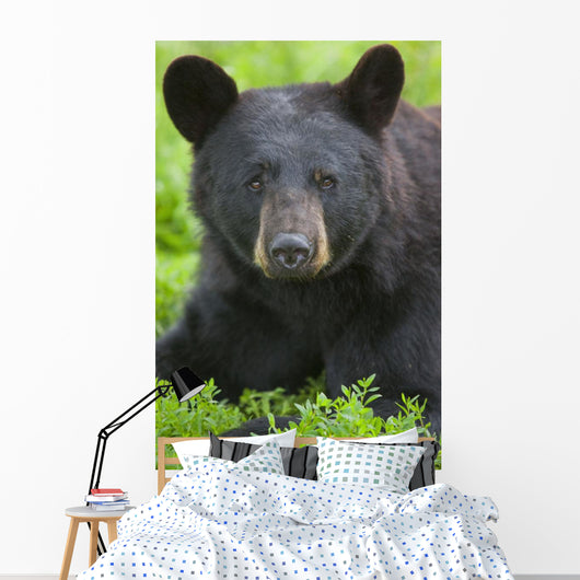 Portrait Of A Black Bear At The Alaska Wildlife Conservation Center Wall Mural