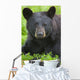 Portrait Of A Black Bear At The Alaska Wildlife Conservation Center Wall Mural