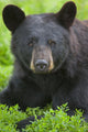 Portrait Of A Black Bear At The Alaska Wildlife Conservation Center Wall Mural