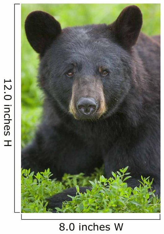 Portrait Of A Black Bear At The Alaska Wildlife Conservation Center Wall Mural