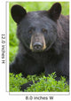 Portrait Of A Black Bear At The Alaska Wildlife Conservation Center Wall Mural