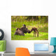 Cow And Calf Moose In Grass, Kincaid Park, Anchorage, Alaska Wall Mural