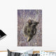 Porcupine Hangs On A Willow Tree Branch, Interior Alaska, Spring Wall Mural