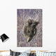 Porcupine Hangs On A Willow Tree Branch, Interior Alaska, Spring Wall Mural