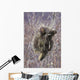 Porcupine Hangs On A Willow Tree Branch, Interior Alaska, Spring Wall Mural