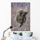 Porcupine Hangs On A Willow Tree Branch, Interior Alaska, Spring Wall Mural