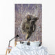 Porcupine Hangs On A Willow Tree Branch, Interior Alaska, Spring Wall Mural