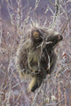 Porcupine Hangs On A Willow Tree Branch, Interior Alaska, Spring Wall Mural