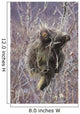 Porcupine Hangs On A Willow Tree Branch, Interior Alaska, Spring Wall Mural