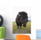 Close Up Of A Bull Wood Bison With Its Tongue Hanging Out Wall Mural