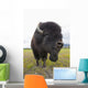 Close Up Of A Bull Wood Bison With Its Tongue Hanging Out Wall Mural