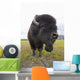 Close Up Of A Bull Wood Bison With Its Tongue Hanging Out Wall Mural