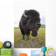 Close Up Of A Bull Wood Bison With Its Tongue Hanging Out Wall Mural