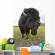 Close Up Of A Bull Wood Bison With Its Tongue Hanging Out Wall Mural