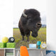 Close Up Of A Bull Wood Bison With Its Tongue Hanging Out Wall Mural