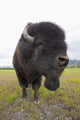Close Up Of A Bull Wood Bison With Its Tongue Hanging Out Wall Mural