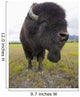 Close Up Of A Bull Wood Bison With Its Tongue Hanging Out Wall Mural