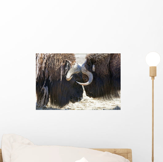 Close Up Of Two Bull Musk Oxen Standing Face To Face Wall Mural