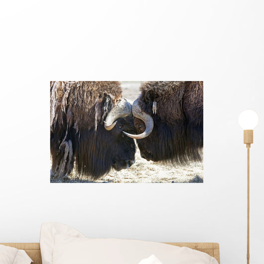 Close Up Of Two Bull Musk Oxen Standing Face To Face Wall Mural