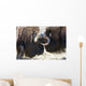 Close Up Of Two Bull Musk Oxen Standing Face To Face Wall Mural