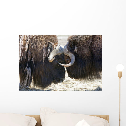 Close Up Of Two Bull Musk Oxen Standing Face To Face Wall Mural