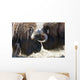 Close Up Of Two Bull Musk Oxen Standing Face To Face Wall Mural