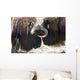 Close Up Of Two Bull Musk Oxen Standing Face To Face Wall Mural