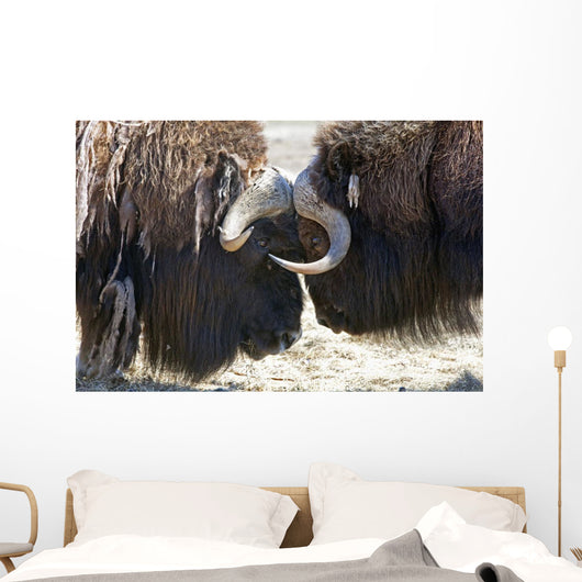 Close Up Of Two Bull Musk Oxen Standing Face To Face Wall Mural