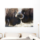 Close Up Of Two Bull Musk Oxen Standing Face To Face Wall Mural