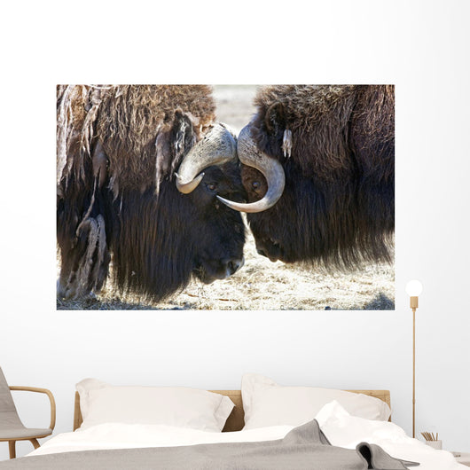 Close Up Of Two Bull Musk Oxen Standing Face To Face Wall Mural