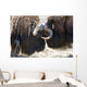 Close Up Of Two Bull Musk Oxen Standing Face To Face Wall Mural